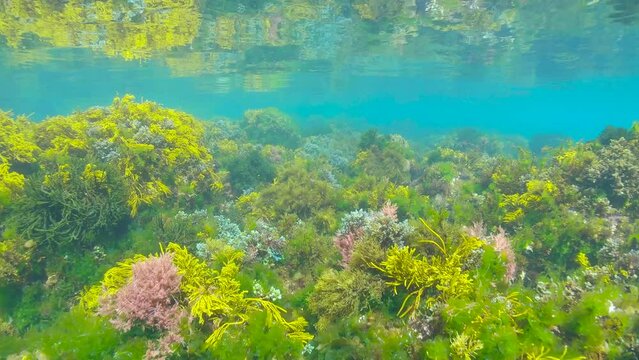 Atlantic ocean underwater seascape, moving over algae with various colors in shallow water, Spain, Galicia, 59.94fps