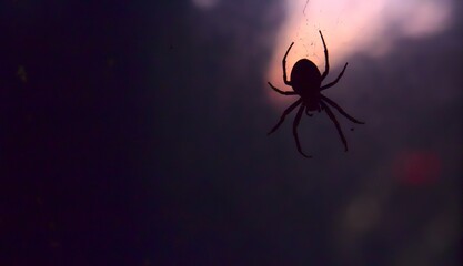 I hate spiders, honestly and immensely.