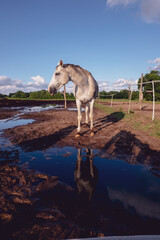 Fototapeta na wymiar Horses and Slovakia nature.