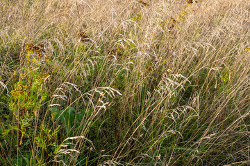 Background from autumn meadow golden colors, selective focus. Dry grass field for design or project. Meadow texture for publication, design, poster, calendar, post, screensaver, wallpaper, postcard