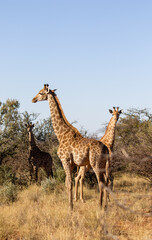 Giraffe on a game farm, South Africa