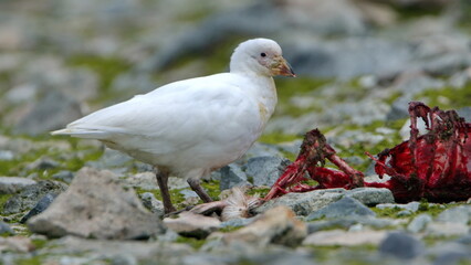 Snowy sheathbill (Chionis albus) feeding on a penguin carcass on Half Moon Island, Antarctica