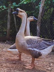 Ganzo en granja crianza 