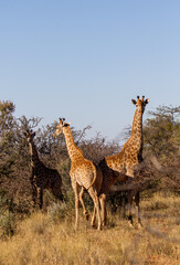 Naklejka na ściany i meble Giraffe on a game farm, South Africa