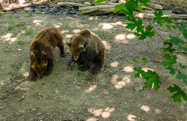 Bears rest and relax after a good meal