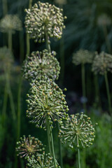 Withered ornamental onion, green balls with seed pods on them, stands in portrait format in a...