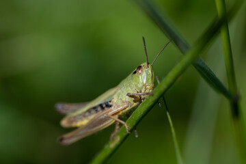 Fototapeta premium A small green grasshopper (Pseudochorthippus) is sitting on a blade of grass. The insect is looking forward towards the viewer. The background is green.