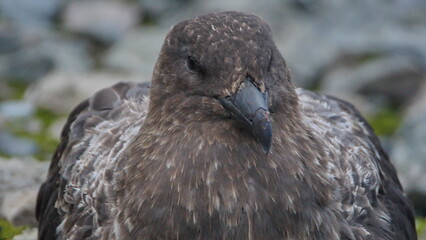Close up of a brown skua (Stercorarius antarcticus) on Half Moon Island, Antarctica