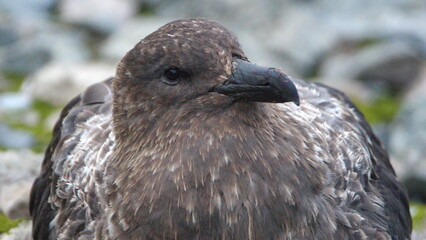 Close up of a brown skua (Stercorarius antarcticus) on Half Moon Island, Antarctica