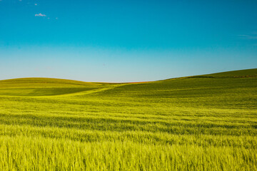 Obraz premium Wheat green field and blue sky