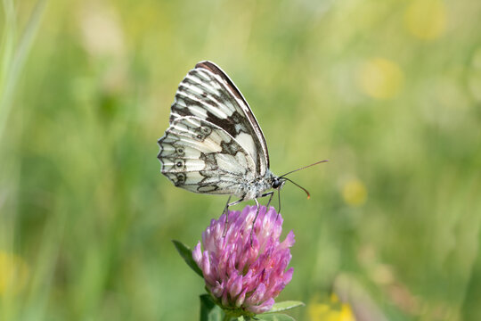 A white-and-black marbled white (Melanargia) sits on a purple wild clover blossom in front of a brightly shining meadow in the sun.
