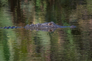 Alligator in the  marsh water with reflection
