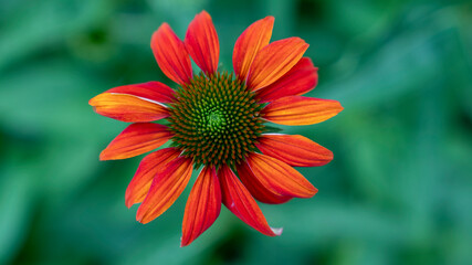 red and yellow dahlia