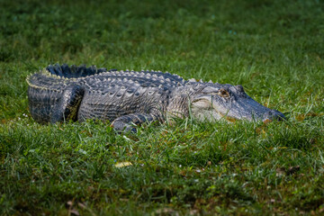 Alligator in the grass