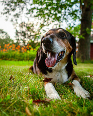 Happy Old Hound at Sunset In The Backyard