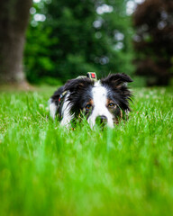 Happy Border Collie In Lush Green Grass Backyard