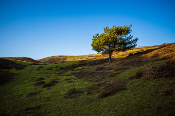 Lonely tree against clear blue sky on a hill in Brösarps backar in Skåne, Sweden, formed during the latest ice-age.