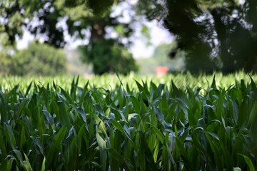 Cornfield with growing plants surrounded by trees