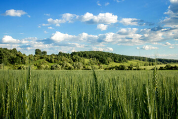 Green wheat fields on a background of blue sky. Landscape with a field of spikelets