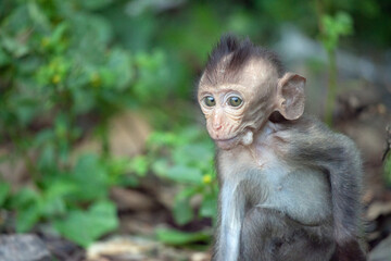 可愛いサル
