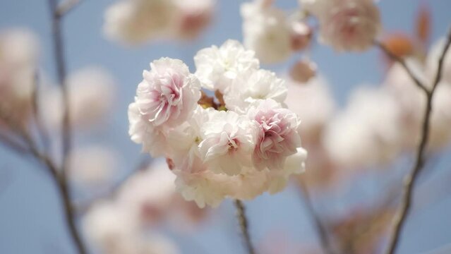 里桜」の写真素材 | 4,894件の無料イラスト画像 | Adobe Stock