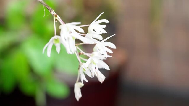 満開に開花した白花紫蘭の美しい花びら