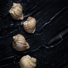rapana  on a black marble table