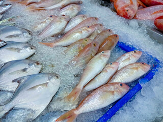 Fresh fish on ice shelf at market.Display for sale in ice filled at supermarket. It is a kind of freshwater fish that is normally bred as a food supply.