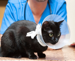 Veterinarian putting cone of shame on black cat