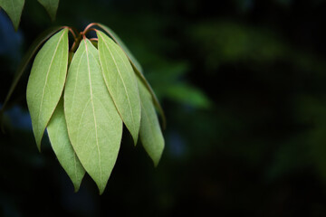里山の春の新緑	