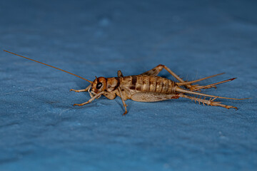 Female Field Cricket