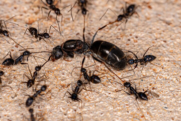 Adult Longhorn Crazy Ants attacking a Pyramid Ant Queen