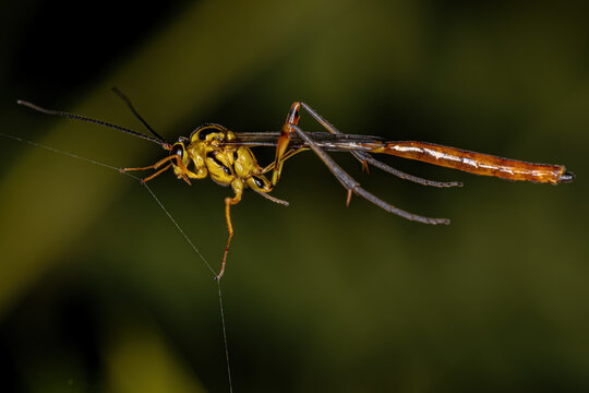 Adult Ichneumonid Wasp