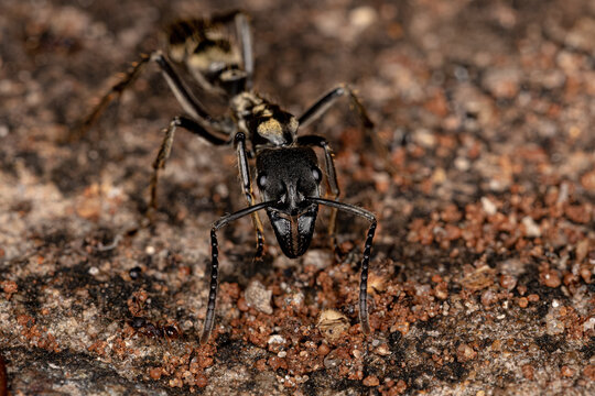 Adult Female Ponerine Ant