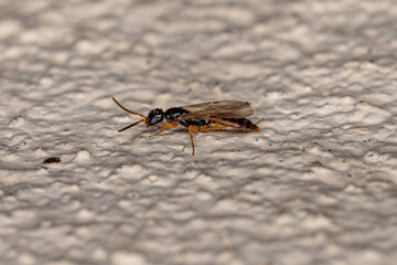 Adult Flat Wasp