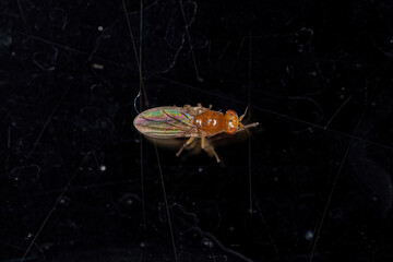 Adult Acalyptrate Fly