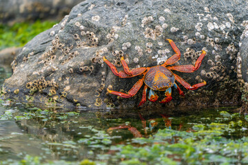 A red rock crab (Grapsus grapsus) looking at its reflection