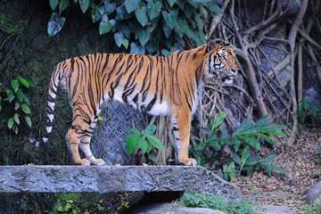 Fototapeta na wymiar Close up of a tiger in open zoo