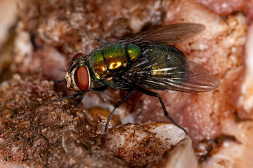 Adult Greenbottle Fly