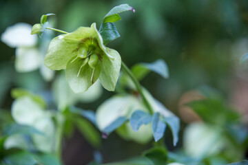 The Eurasian genus Helleborus, commonly known as hellebores