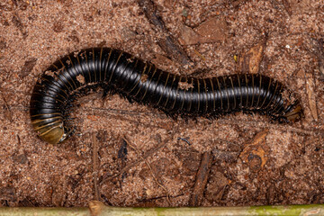 adult millipede arthropod