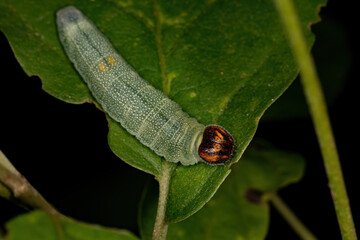 Green Skipper Caterpillar