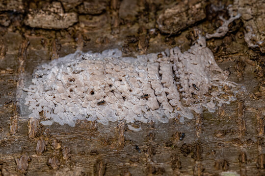 Egg sac of a hemipteran insect parasitized by wasps