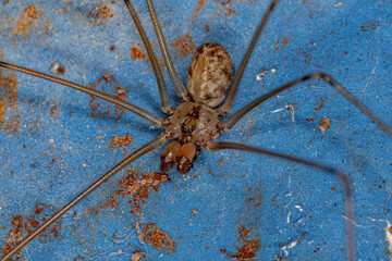 Adult Female Short-bodied Cellar Spider - obrazy, fototapety, plakaty
