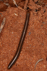 adult millipede arthropod