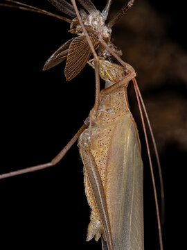 Adult Phaneropterine Katydid