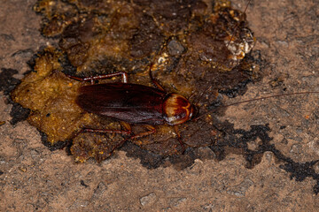 Adult American Cockroach