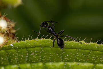 Adult Female Carpenter Ant
