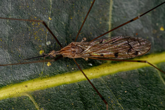 Adult Limoniid Crane Fly