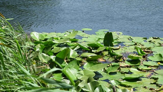 Lotus flower and leaves on the river. Water lilly blossoms on the lake in hot summer day. green lilly pad's cover on water surface. Nymphaea flower.